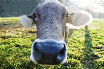 Headshot on a Cute Cow in Backlit in a Sunny Day in Locarno, Ticino, Switzerland, Europe