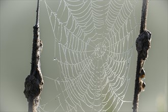 Dew-covered spider web between cattails, Lower Saxony, Germany, Europe