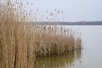 Reeds on the shore of Lake Zierker See, Neustrelitz, Mecklenburg-Vorpommern, Germany, Europe