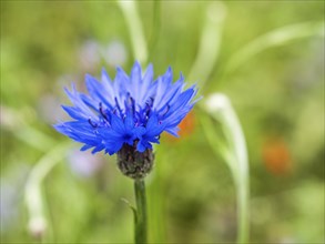 Cornflower (Centaurea cyanus), near Heimschuh, Styria, Austria, Europe