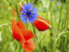 Cornflower (Centaurea cyanus), near Heimschuh, Styria, Austria, Europe