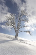 Single English oak (Quercus robur) in winter, natural landscape near Fuessen, Ostallgaeu, Bavaria,