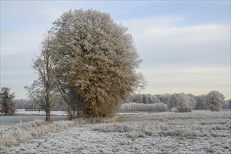 A winter landscape with frozen field and frozen trees under a calm sky, Frosty winter time in the