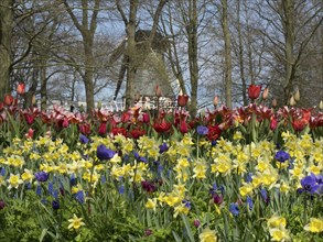 Flowerbed with red tulips, yellow daffodils and purple flower-bed in front of a windmill in a