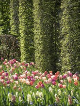 Colourful tulip flowers in front of high, green hedges in the park in spring, many colourful,