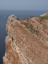 A steep red cliff with many seagulls on the coast. An impressive and natural view of the sea,