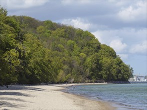 Long sandy beach with dense forest in the background, under a partly cloudy sky, Green trees on a