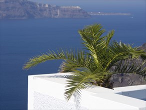 Close-up of a palm tree in front of a white fence with a view of the sea and cliffs, The volcanic