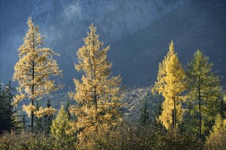 Landscape of yellow European larch (Larix decidua) trees growing in a forest on a mountain in