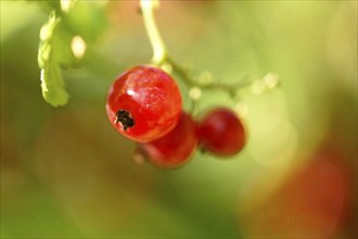 Close-up of red currant (Ribes rubrum) fruits in a garden in early summer