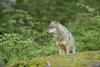 Close-up of a Eurasian wolf (Canis lupus lupus) in a forest in early summer, Bavarian Forest