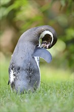 Close-up of a Humboldt penguin (Spheniscus humboldti) on a meadow in spring