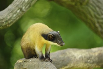 Close-up of a yellow-throated marten (Martes flavigula) in a forest, captive