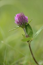 Close-up of a red clover (Trifolium pratense) blossom in a meadow in spring