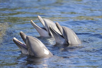 Close-up of a common bottlenose dolphin (Tursiops truncatus) in a zoo in autumn