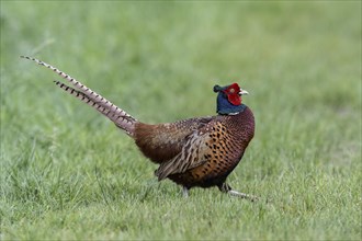 Hunting Pheasant (Phasianus colchicus), Emsland, Lower Saxony, Germany, Europe