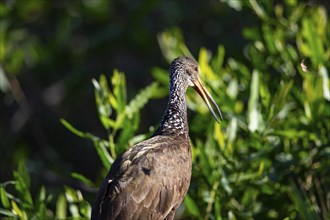 Limpkin (Aramus guarauna) Pantanal Brazil