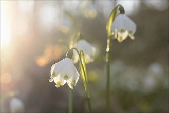 Spring Snowflake (Leucojum vernum) blossoms in a forest on a sunny evening in spring