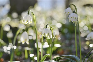 Landscape of Spring Snowflake (Leucojum vernum) blossoms in a forest on a sunny evening in spring