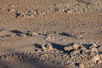 Three hartmann's mountain zebras (Equus zebra hartmannae) between rocks, casting long shadows, from