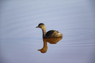 Least grebe (Tachybaptus dominicus) Pantanal Brazil