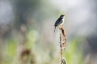 Sedge warbler (Acrocephalus schoenobaenus), Lower Saxony, Germany, Europe