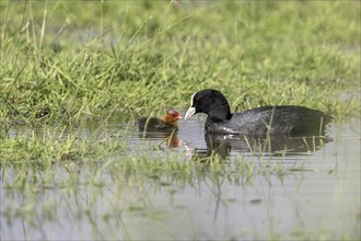 Common coot (Fulica atra) with juvenile, Lower Saxony, Germany, Europe