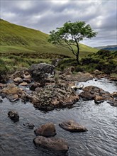 Single tree next to a river with stones in a hilly landscape under an overcast sky, Sky Island