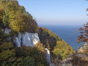 White cliffs flanked by autumnal trees with a wide view of the sea and nature, chalk cliffs on the