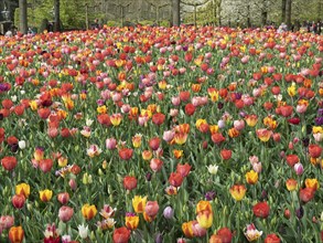 A wide field filled with colourful tulips in different colours, creating a cheerful spring