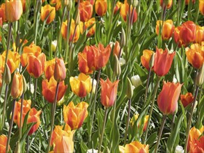 A field full of orange and yellow tulip flowers blooming in the spring season, many colourful