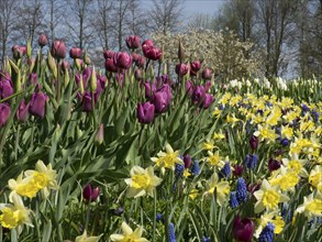 A colourful flower field with purple tulips, wild daffodils and blue flowers in spring, many