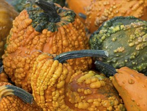 A variety of orange, bumpy pumpkins, some with green tops, many colourful pumpkins for decoration