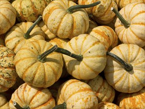 Several small yellow and white striped pumpkins lying close together, many colourful pumpkins for