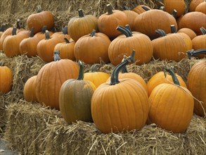 A stack of orange pumpkins on hay in an agricultural scene in autumn, many colourful pumpkins for