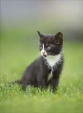 Close-up of a six weeks old domestic cat (Felis silvestris catus) kitten on a meadow in early