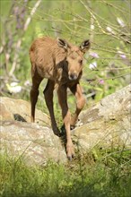 Close-up of a Eurasian elk (Alces alces) youngster in a forest in early summer, Bavarian Forest