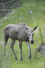 Close-up of a Eurasian elk (Alces alces) in a forest in early summer, Bavarian Forest National