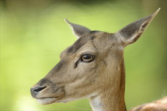 Portrait of a fallow deer (Dama dama) in a forest in spring