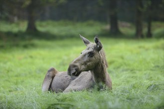 Close-up of a Eurasian elk (Alces alces) in a forest in early summer, Bavarian Forest National