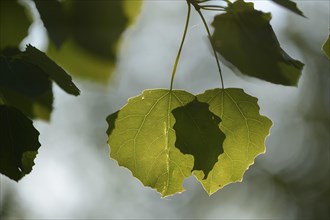 Close-op of European aspen (populus tremula) leafes in a forest in spring