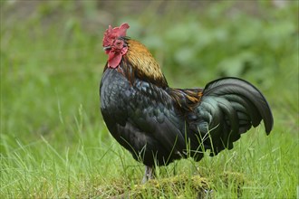 Close-up of a chicken (Gallus gallus domesticus) rooster in spring