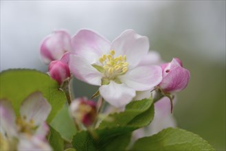 Close-up of apple (malus) tree blossoms in spring