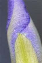 Close-up of a blue iris in a garden in spring