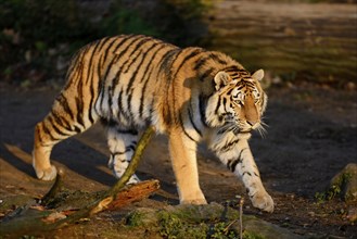 Siberian tiger or Amur tiger (Panthera tigris altaica) in the wilderness by sunset