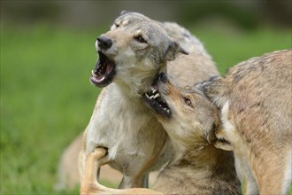 Two algonquin wolves (Canis lupus lycaon) fighting in a meadow, captive, Germany, Europe