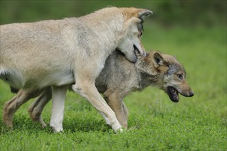 Two algonquin wolves (Canis lupus lycaon) fighting in a meadow, captive, Germany, Europe