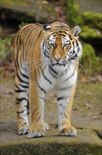 Siberian tiger or Amur tiger (Panthera tigris altaica)