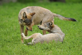 Algonquin wolf (Canis lupus lycaon) on a green meadow, captive, Germany, Europe