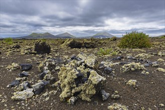 Lichen-covered lava field, Parque Natural de Los Volcanes, near Masdache, Lanzarote, Canary